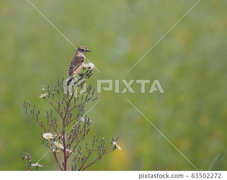 Stonechat perching on Lactuca indica Stonechat perching on Lactuca indica 83502272
