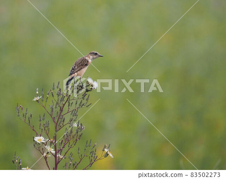 Stonechat 棲息在 Lactuca indica 上 Stonechat 棲息在 Lactuca indica 上 83502273