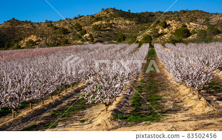 Blooming apricot trees in early spring 83502456