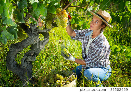 Woman gardener in hat picking fresh grapes in sunny garden Woman gardener in hat picking fresh grapes in sunny garden 83502469