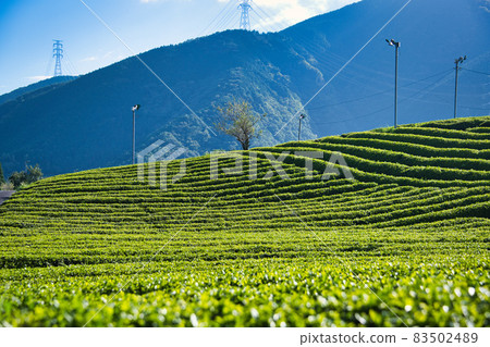 天空中岐阜茶園的馬丘比丘 83502489