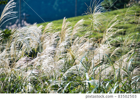 Machu Picchu in Gifu Tea plantation in the sky 83502503