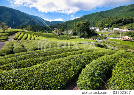 天空中岐阜茶園的馬丘比丘 83502507