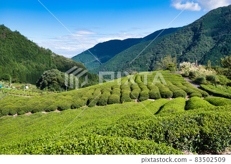 Machu Picchu in Gifu Tea plantation in the sky 83502509