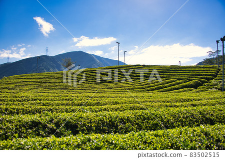 天空中岐阜茶園的馬丘比丘 83502515