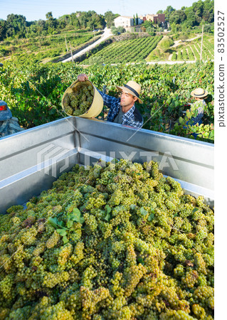 Man winemaker in hat loading harvest of grapes to agrimotor 83502527