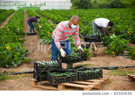 Hispanic man in medical mask stacking boxes with zucchini harvest Hispanic man in medical mask stacking boxes with zucchini harvest 83502630