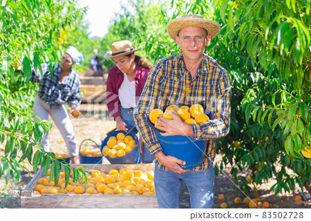 Man farmer picking fresh peaches in fruit garden Man farmer picking fresh peaches in fruit garden 83502728