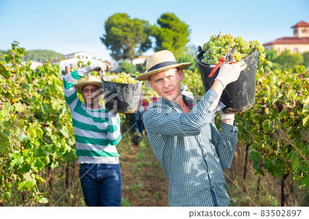 Farmer carrying bucket with freshly picked grapes in vineyard 83502897