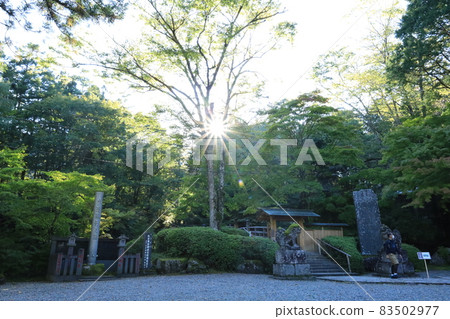 Sunlight and trees 83502977