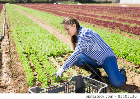 Hispanic female farmer harvesting lettuce 83503136