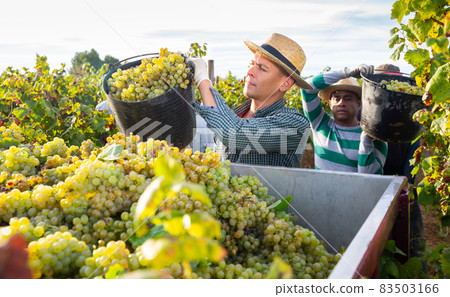 Farmer pouring harvested grapes from bucket in truck in vineyard 83503166