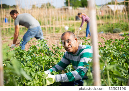 Young pakistani man gardener during working with potatoes bushes Young pakistani man gardener during working with potatoes bushes 83503198
