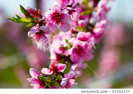 Pink peach flowers on tree Pink peach flowers on tree 83503237