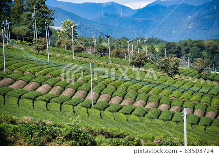 Gifu Prefecture Tea plantation Gifu Prefecture Tea plantation 83503724