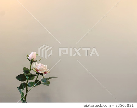 粉紅玫瑰背景圖片 粉紅玫瑰背景圖片 83503851
