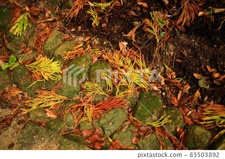 Autumn leaves fallen leaves Autumn leaves fallen leaves 83503892