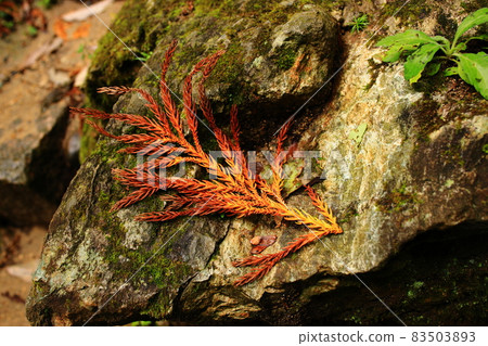 Autumn leaves fallen leaves 83503893