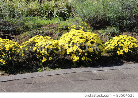 開花在秋天公園的potmum黃色花 開花在秋天公園的potmum黃色花 83504525