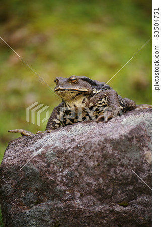 蟾蜍 83504751