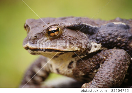 蟾蜍 83504753
