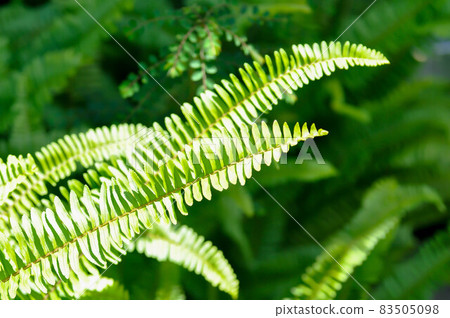 Fishbone Fern or Sword Fern, fern Fishbone Fern or Sword Fern, fern 83505098