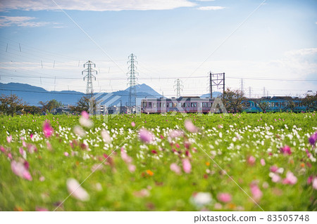2021 野田町大波斯菊場,滋賀縣最大的大波斯菊場之一 2021 野田町大波斯菊場,滋賀縣最大的大波斯菊場之一 83505748