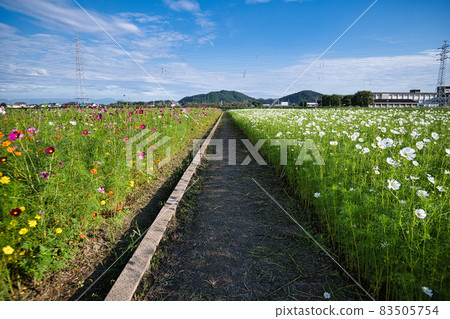 2021 Nodacho Cosmos Field, one of the largest in Shiga Prefecture 83505754
