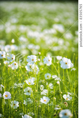 2021 野田町大波斯菊場，滋賀縣最大的大波斯菊場之一 83505765