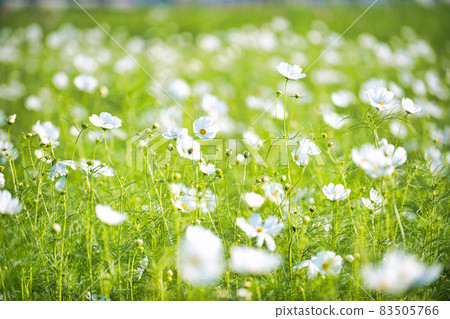 2021 野田町大波斯菊場，滋賀縣最大的大波斯菊場之一 83505766