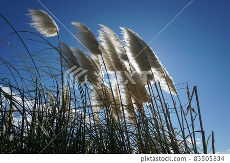 Aozora和鈴木 83505834