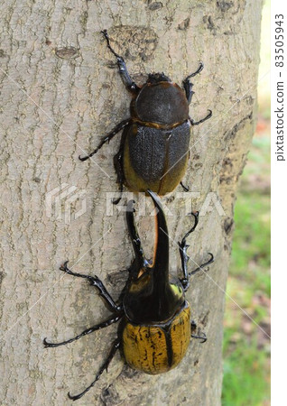 Hercules beetle male and female on a tree Hercules beetle male and female on a tree 83505943