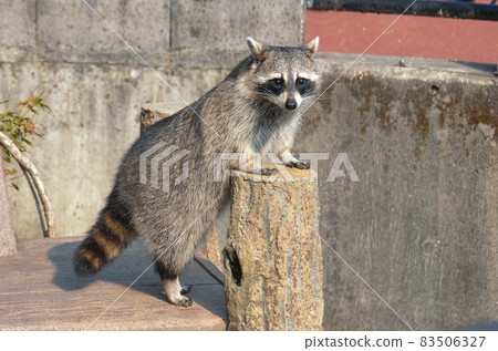 raccoon  83506327