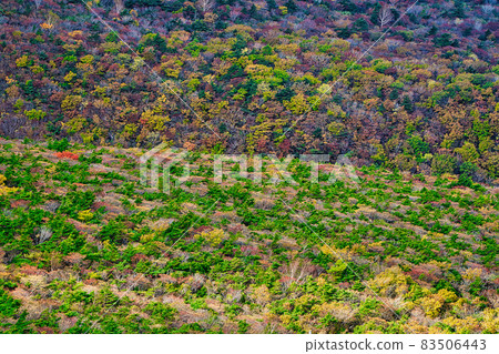 Adachi Adachi in autumn Adachi Adachi in autumn 83506443