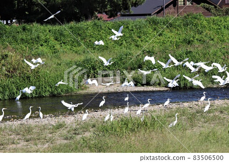 Powerful egret dance 83506500