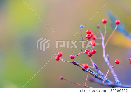Adachi Adachi in autumn Adachi Adachi in autumn 83506552