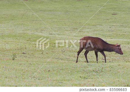 Deer in Nara Park 83506683