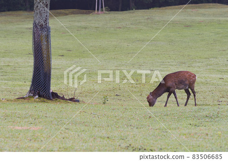 Deer in Nara Park 83506685