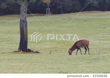 Deer in Nara Park 83506686