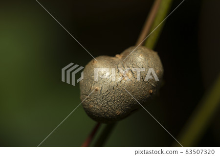 竹草 竹草 83507320