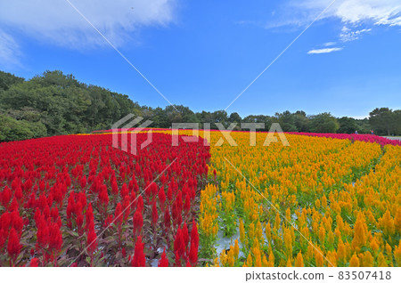 藍天和紅黃花田 83507418