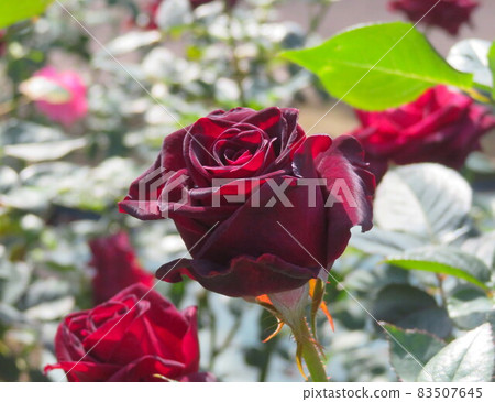 “黑百家樂”，即將盛開的黑色玫瑰花 83507645