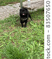 狗狗 83507650