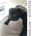 泥料 83507656