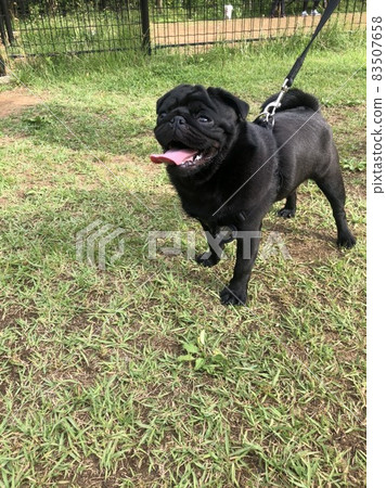 Dog Dog 83507658
