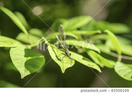 Damselfly Damselfly 83508109