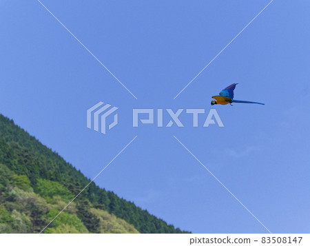 會飛的藍黃金剛鸚鵡 會飛的藍黃金剛鸚鵡 83508147