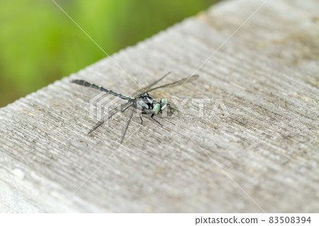 Kosanue Kosanue 83508394