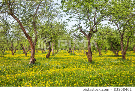 Spring pear garden with blooming dandelions 83508461