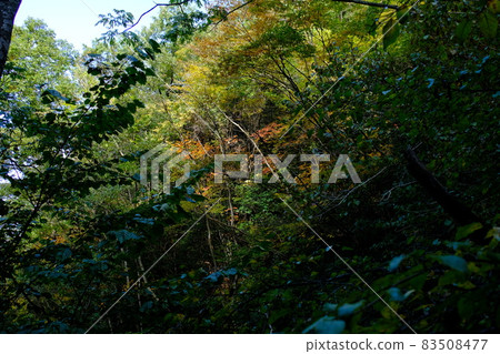 秋天的樹葉 83508477